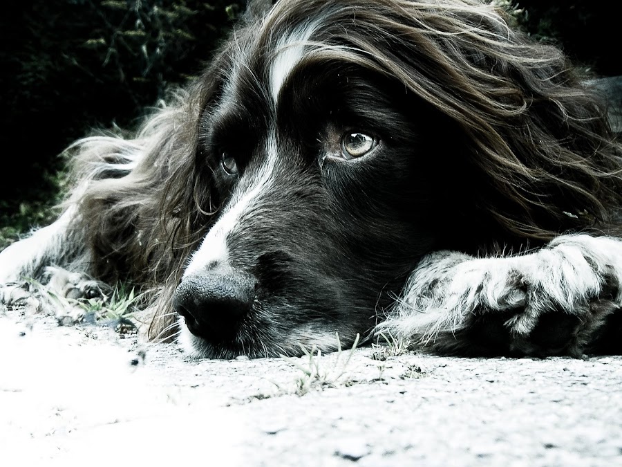 Max by Hannah Rugg - Animals - Dogs Portraits ( black and white, dog )