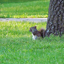 Eastern grey squirell