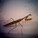 Chinese Mantid