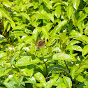 Unknown spotting