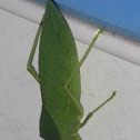 katydid