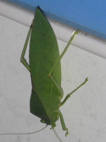 Spotting Image 1