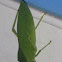 katydid