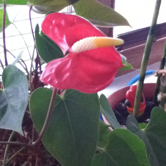 Spotting Image 1