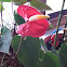Flamingo Flower
