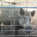 Wild Boar