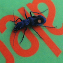 Tiger Beetle