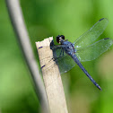 Great Blue Skimmer