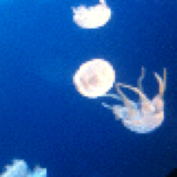 Spotting Image 1