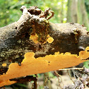 Orange Poria