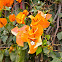 Orange Bougainvillea