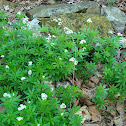 Sweet Woodruff