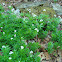 Sweet Woodruff