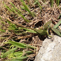 American chameleon or Anole