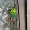 Green beetle