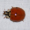 multicolored asian lady beetle