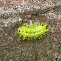 Larva of Parasa lepida  麗綠刺蛾-幼蟲