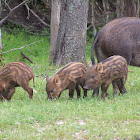 Wild Boar