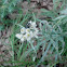 Pearly Everlasting