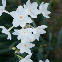 Jonquil