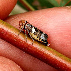 Mottled-head Gum-leaf Hopper