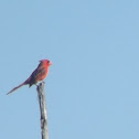 cardinal
