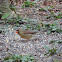 Northern Cardinal