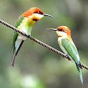 Chestnut-headed Bee-eater