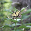 Eastern Tiger Swallowtail