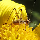 Katydid Nymph