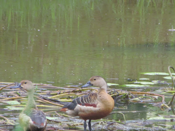 Spotting Image 1