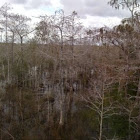 baldcypress