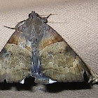 Noctuid Moth