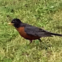 Robin