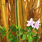 Bamboo