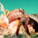 Giant hermit crab