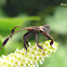 Leaf footed bug, imature