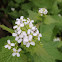 Garlic Mustard