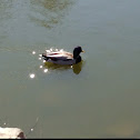 Wood Duck