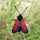Transparent Burnet