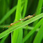 Paddy Bug