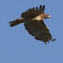 red tailed hawk