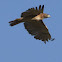 red tailed hawk
