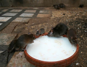 rat_temr.jpg