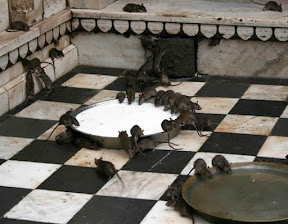 rat_tems.jpg