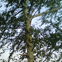 White Birch
