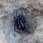 Southern black widow (female)
