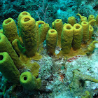 Yellow tube sponge