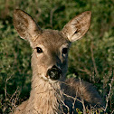 Mule deer