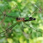 Orchard spider